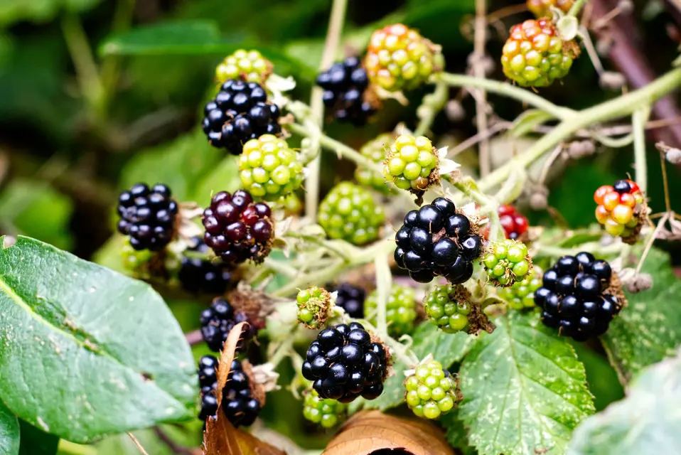 Bramble, the king of hedgerow fruits image