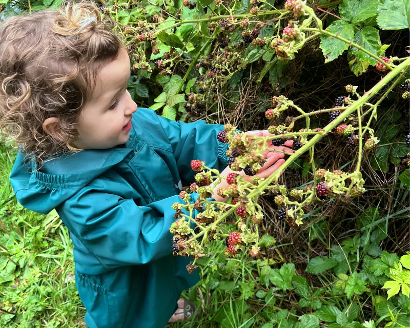 My toddler, aged 2, has already developed bramble fever!