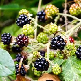 Bramble, the king of hedgerow fruits image