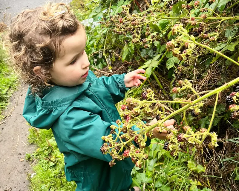 Romy, age 2, learning to pick brambles in the local patch behind our house